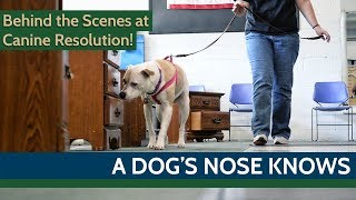 A DOGS NOSE KNOWS