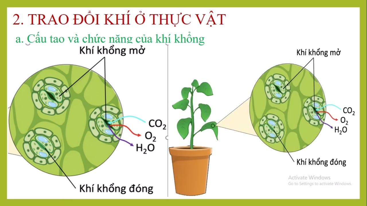 KHTN 7. BÀI 27 TRAO ĐỔI KHÍ Ở SINH VẬT. PHẦN 1.Cúc Đặng