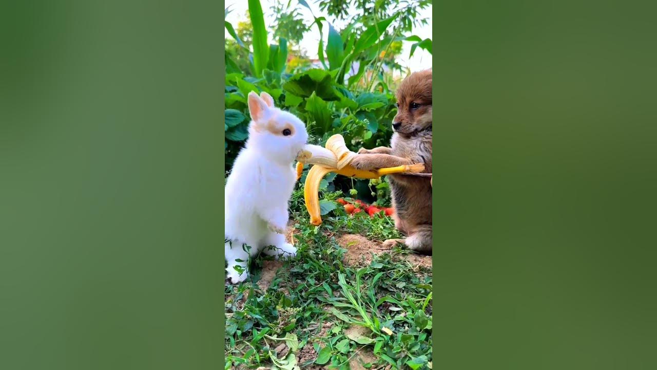 rabbit-and-dog-love-hiphop-rabbit-dog-shorts-youtube