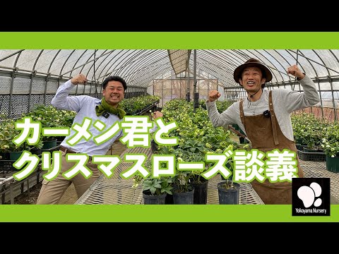 かーくん クリスマスローズ セット mqdefault.jpg