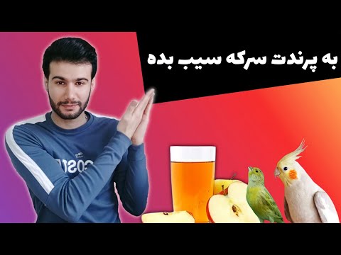 خواص و معجزه سرکه سیب برای پرندگان زینتی | عروس هلندی،قناری،مرغ عشق،کوتوله و سایر پرندگان