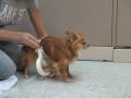 Male Dog Pee Stopper - Wizzer Housebreaker Male Dog Pee Stopper - Wizzer Housebreaker