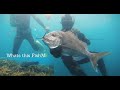 Northland freedivespearfish snapper kingfish crays and more