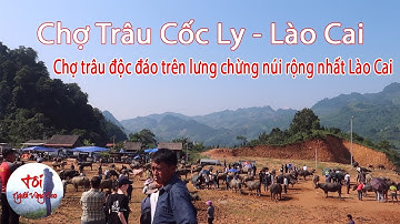 Khám Phá Chợ Trâu Cốc Ly - Sàn Giao Dịch Trâu  Lớn Nhất Nhì Lào Cai | TNVC