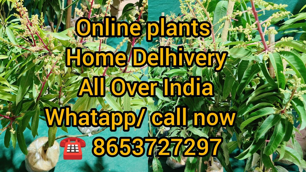 Online plants Home Delhivery All over India 🇮🇳 