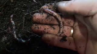 видео: Спасение взрослого червя от гибели/Удачный эксперимент/Разведение червя дендробена картинка: Спасение взрослого червя от гибели/Удачный эксперимент/Разведение червя дендробена