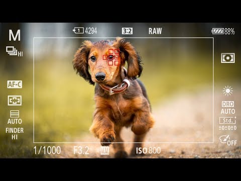 Video: Fotograaf Huisdieren Zijn Hond Overal Waar Hij Gaat En Vangt Het Op Camera