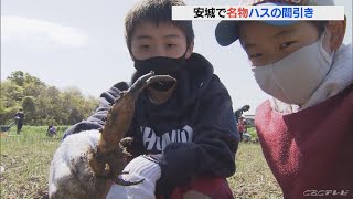 住民らがハスの再生に取り組む　安城市の寺でレンコンの間引き行われる