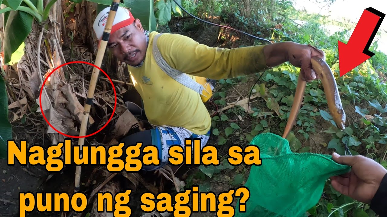 Ahas pagong igat naglabasan sa butas kakatakot ang paglabas nila?