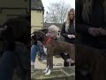 Breeding for Strength and Health #youtubeshorts #animallife #fypシ゚viral