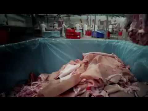 فيديو: شحم الخنزير في الجلد