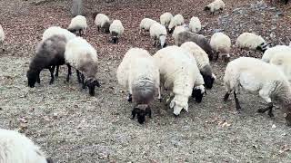 SON YAPRAKLAR SON TELAŞLAR 2025 VAN ÇATAK  🍁 