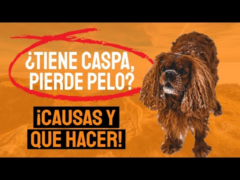 Video: Consejos para eliminar el pelo de perro y la caspa del aire