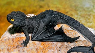 10 Reptiles Que No Deberías Molestar