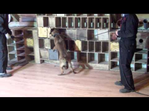 KAJO - Belgian Malinois
