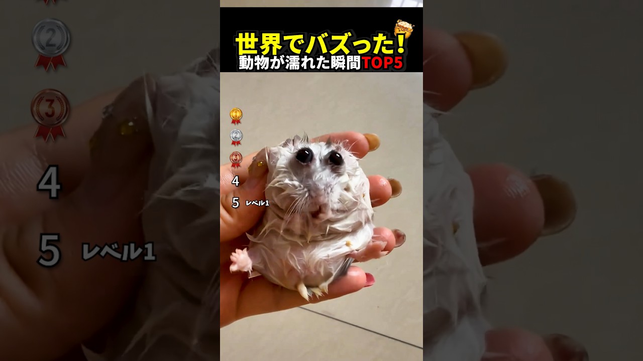 世界中で大バズり⁉動物が濡れた瞬間TOP5