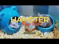 Hamster  new pet vlogno1