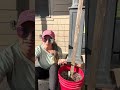 My Dog Ate My Tomato Plant… AGAIN 😭🍅 (Will It Survive?)