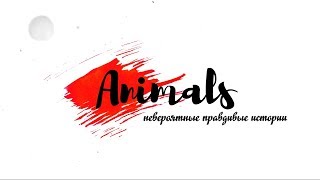 Animals (школа-студия "Перспектива", Донецк, 20.10.17)