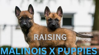 Raising a Malinois X  Puppy