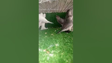 finch java parrots video short aww #java #finch #birdname #youtubeshorts #ytshorts #viralshort #lol