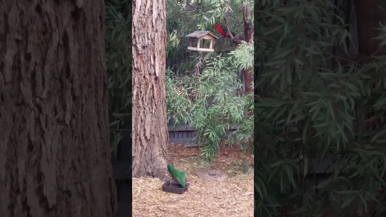 King Parrot Pair Together 