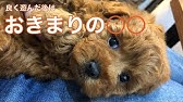 子犬 鳴き声 トイプードル 子犬 鳴き声 トイプードル