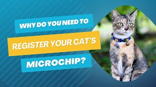 Why Do I Need to Register My Cat’s Microchip? | Vet FAQs