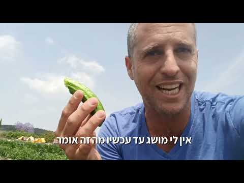המלפפון הביודינאמי הראשון (והכי טעים) שניסיתי בחיי