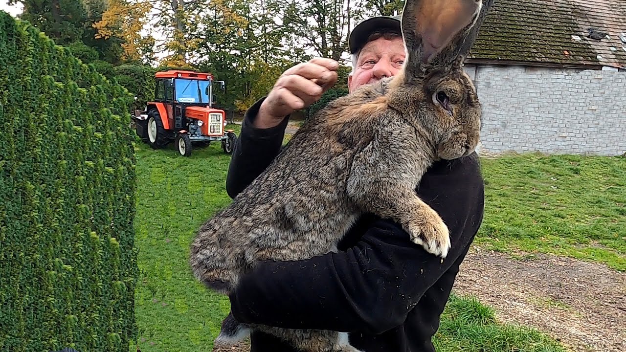 Króliki Olbrzymy u Kazimierza miewają się dobrze