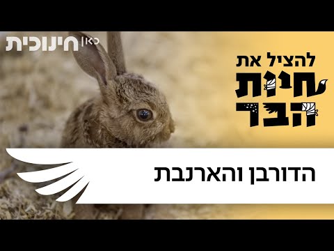 וִידֵאוֹ: איך לשמור על ארנבות דקורטיביות
