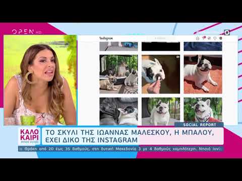 Το σκυλί της Ιωάννας Μαλέσκου, η Μπαλού έχει δικό της Instagram | Καλοκαίρι #not 12/8/2020 | OPEN TV