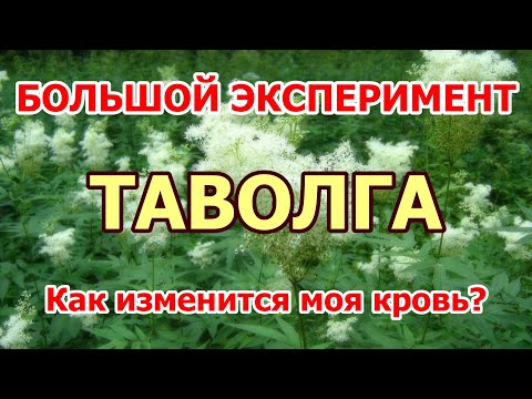 Как ТАВОЛГА влияет на кровь. Большой эксперимент