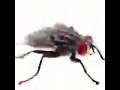 اني شعليه اني شعليه
