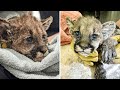 Rescuers Are Nursing Orphaned Mountain Lion Cub Saved From Wildfire Back To Health