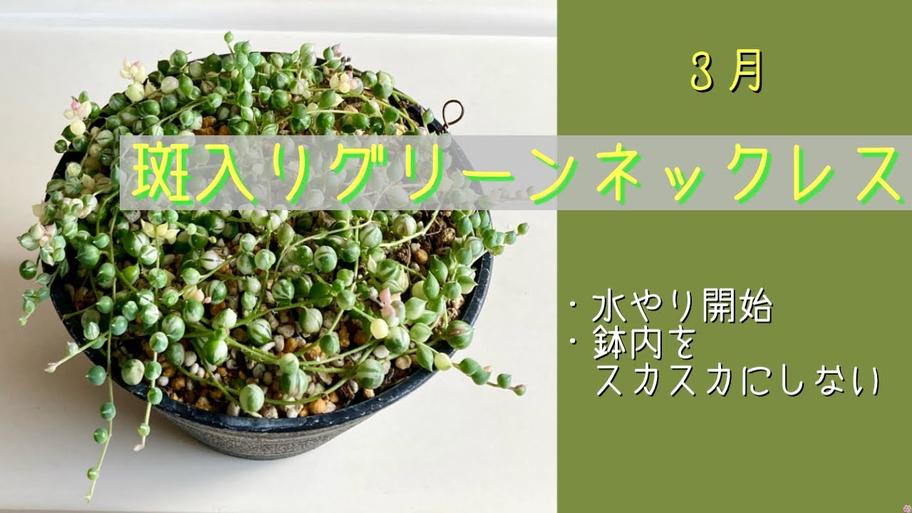 グリーン斑入りネックレスエンジェル3種リメイク缶オマケ付き 𖤣𖥧𖥣