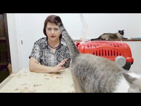 Vídeo: Como Transportar Um Gato