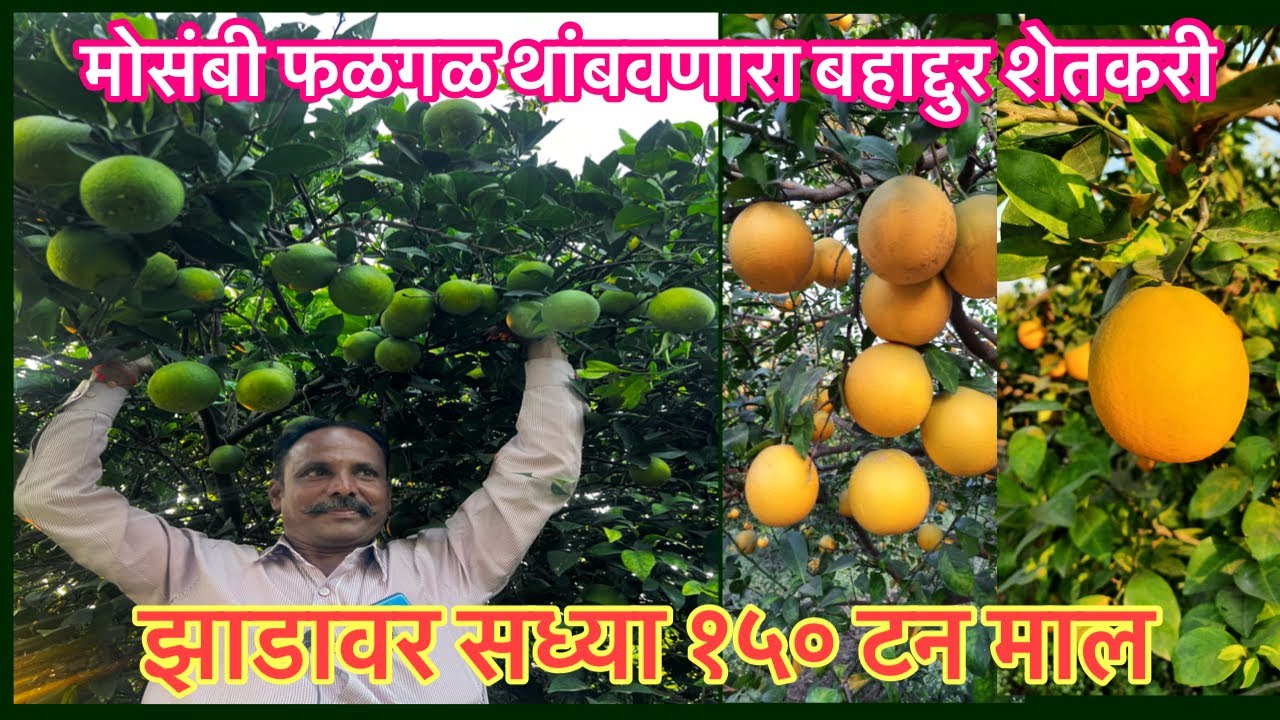 मोसंबी फळगळ रोखणारा शेतकरी