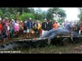 8 Penemuan Hewan Raksasa Menggemparkan Dunia