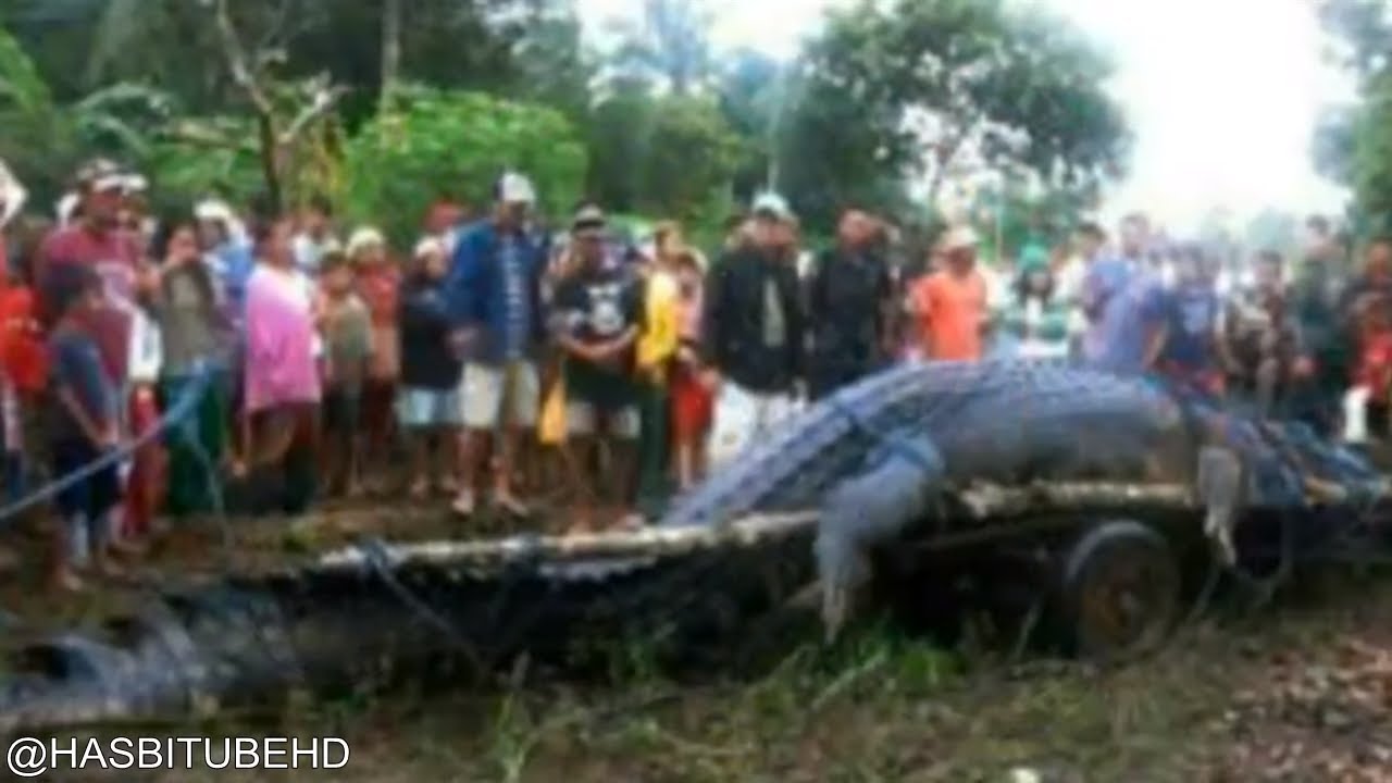 8 Penemuan Hewan Raksasa Menggemparkan Dunia Youtube