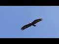 2019年白樺峠タカの渡り イヌワシ出現（Japanese Golden Eagle）