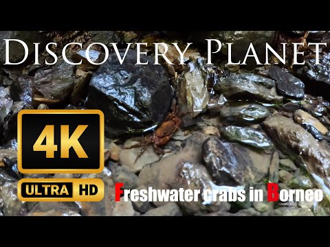 Freshwater crab and Begonia in Mentarang Hulu, North Kalimantan