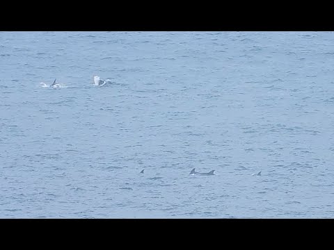 Delfines patrullando por Punta Ballota. Suances. Cantabria