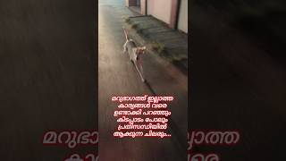 സ്നേഹിച്ച് കൊല്ലും പൊന്ന് ഷോ#shorts
