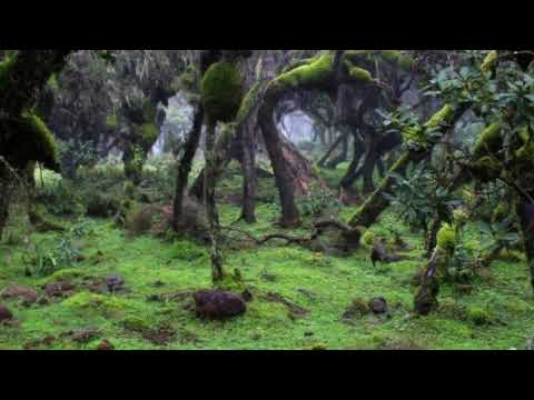 Afan Oromo Classical Music 