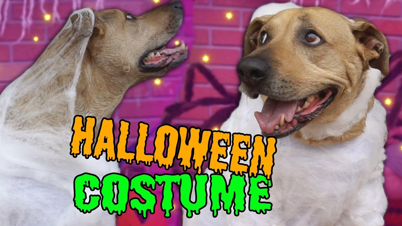 Making my dog a spooky DIY Halloween costume and hopefully making Jenna