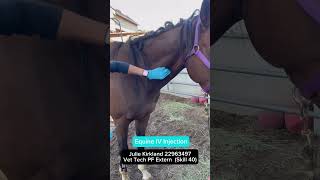 PF Vet Tech 2nd Externship (Skill 40) - Equine Intravenous Injection
