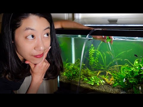 Video: How Often Should You Clean Your Aquarium?