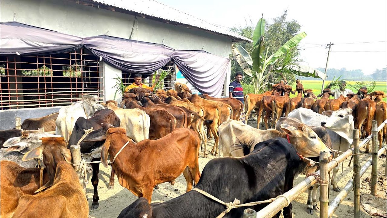 26/1/26/সরাসরি বর্ডার এলাকা শাহীওয়াল ষাঁড় বাছুর গরুর কারখানা থেকে গরু কিনুন ক্যাশ অন ডেলিভারিতে।