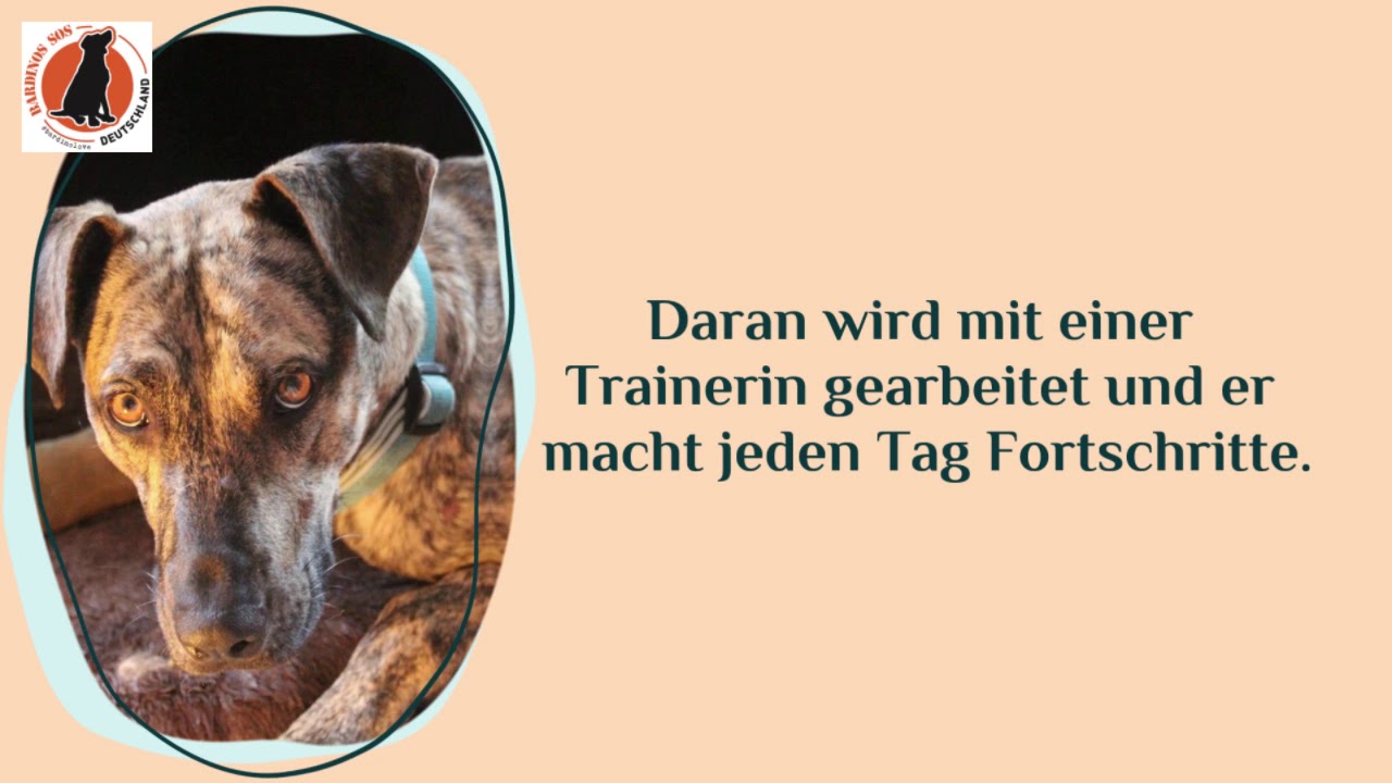 Jax (Ex-Zeus), Bardino-Podencomix